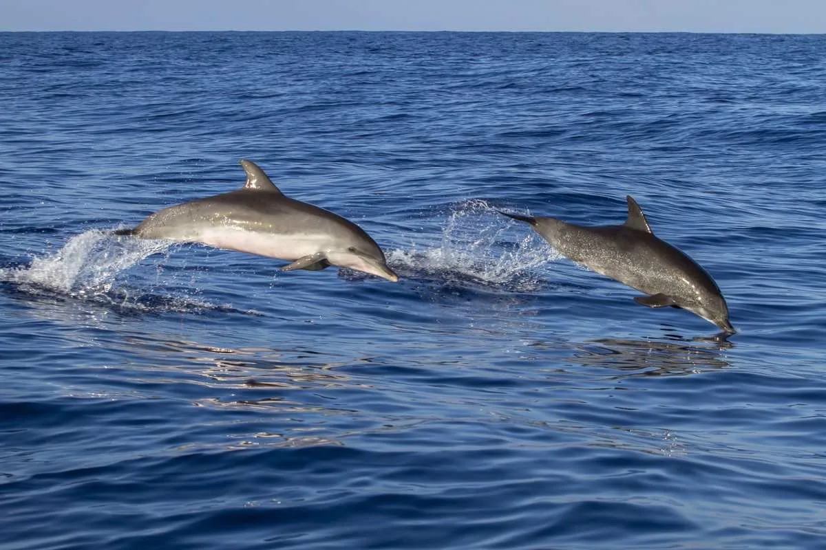 Whale Watching