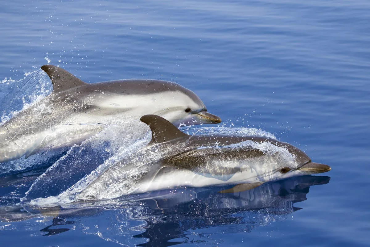 WHALE WATCHING