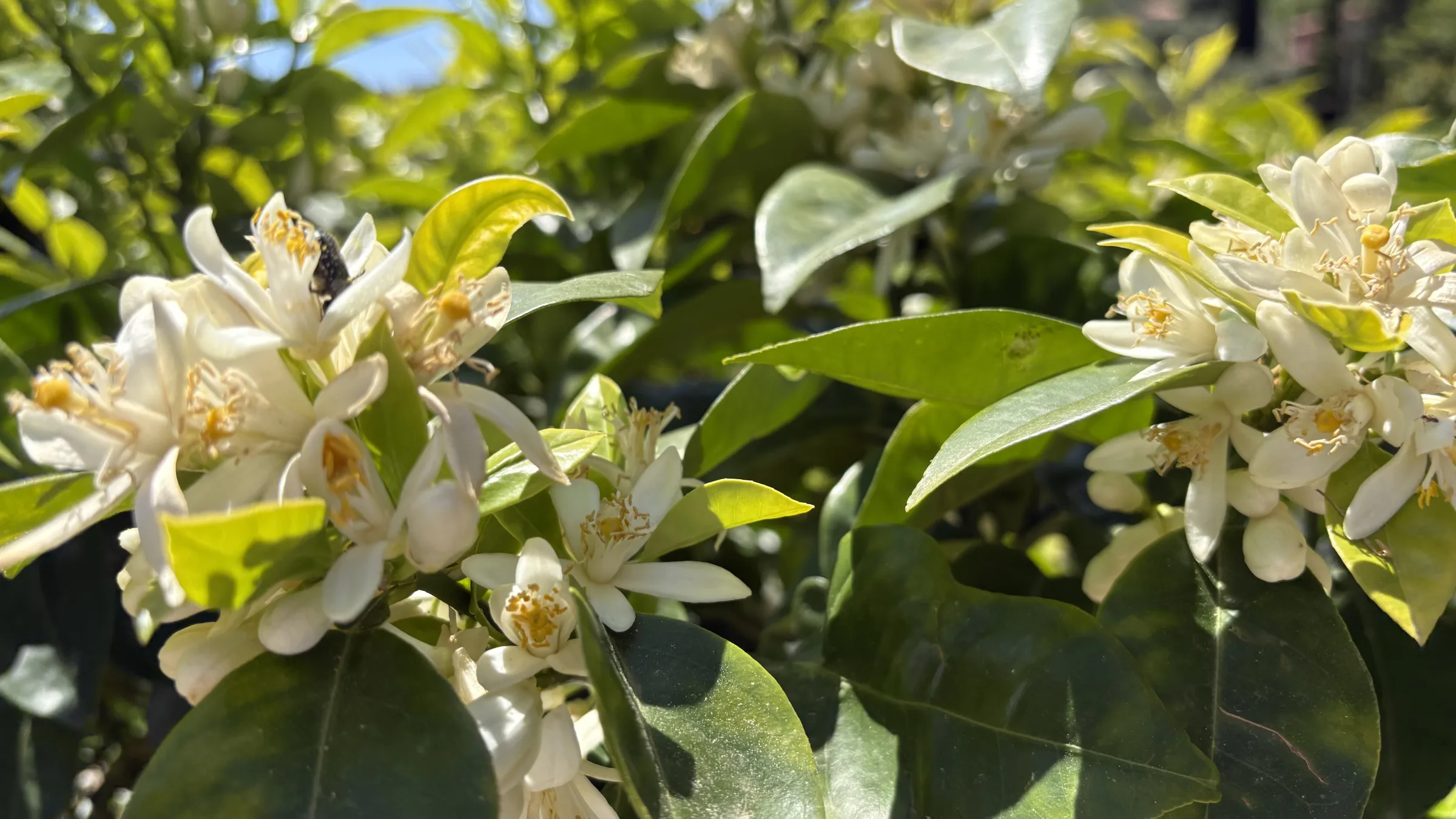 RACCOLTA DI FIOR D'ARANCIO AMARO
