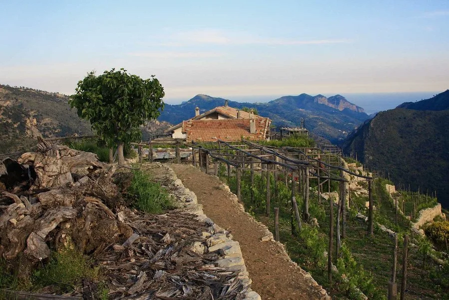 Esperienza in cantina  - A Trincea 