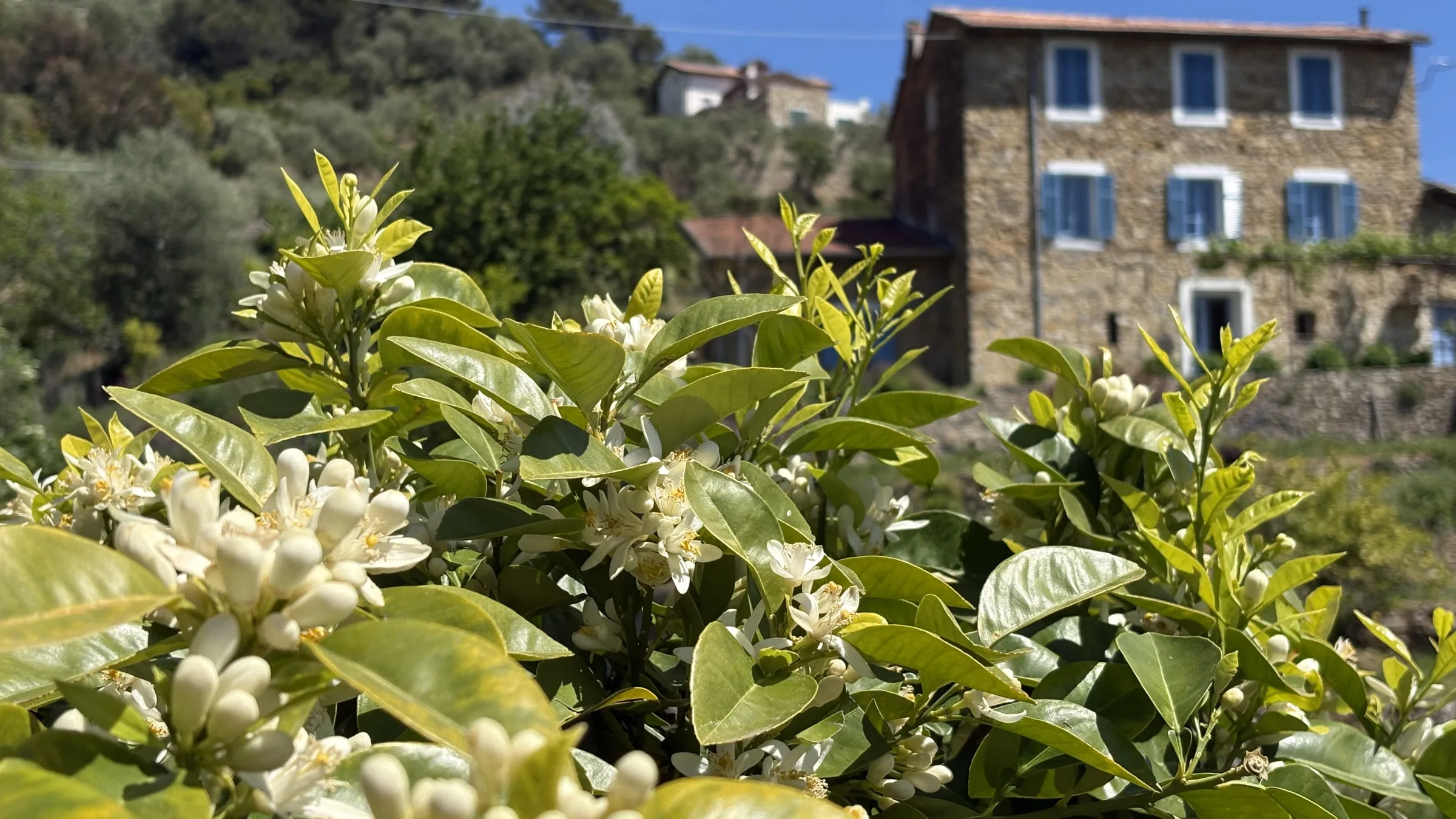 Raccolta di Fior d'Arancio amaro