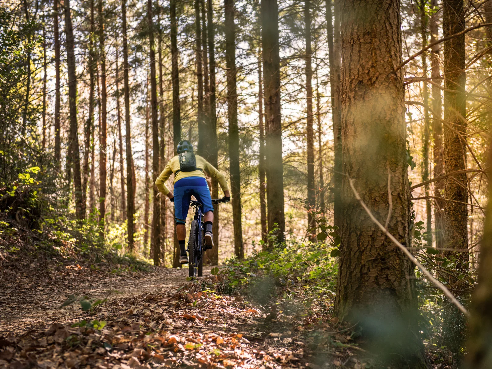 MTB - Ligurian Bäriswil Vibes